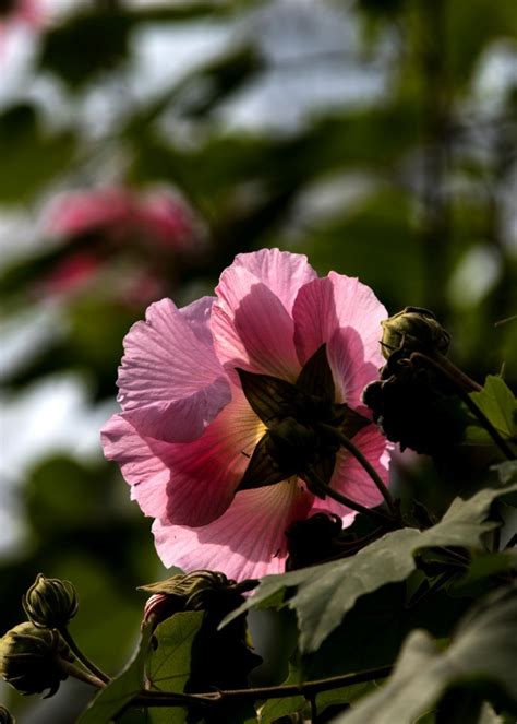 樹芙蓉|木芙蓉